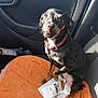 Ohana participe au concours pour gagner de l'argent avec cette photo : auto_part, canidae, car, car_seat, carnivore, dachshund, dog, dog_breed, snout, sporting_group, vehicle, vehicle_door