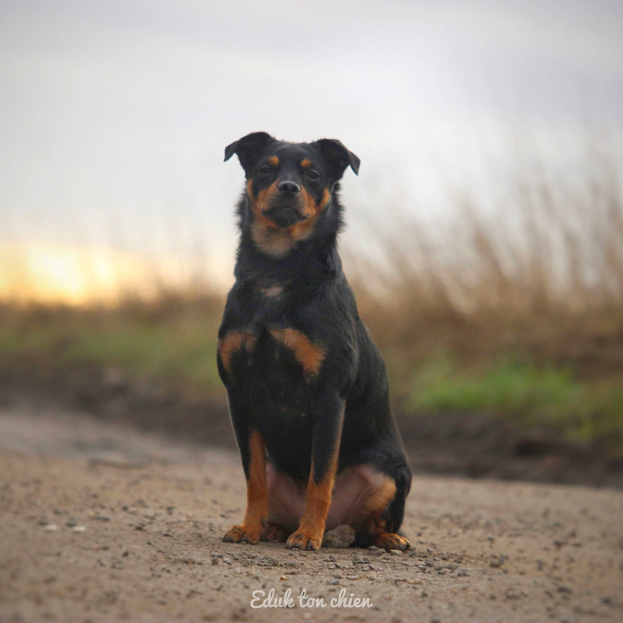 Ohana a rejoint le concours — aidez-le/la à gagner de superbes lots ! canidae, carnivore, cloud, companion_dog, dog, dog_breed, evening, fawn, grass, guard_dog, horizon, hunting_dog, landscape, plant, rottweiler, sky, sporting_group, terrestrial_animal, working_animal, working_dog