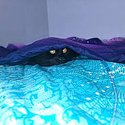 Sasha is registered to the contest to win money with this photo: animal, bed, black_cat, blanket, blue_bedspread, cat, cozy, curious, domestic, eyes, feline, hidden, indoor, pattern, peek, pet, purple_blanket, quiet, resting, soft_fabric