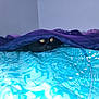 animal, bed, black_cat, blanket, blue_bedspread, cat, cozy, curious, domestic, eyes, feline, hidden, indoor, pattern, peek, pet, purple_blanket, quiet, resting, soft_fabric