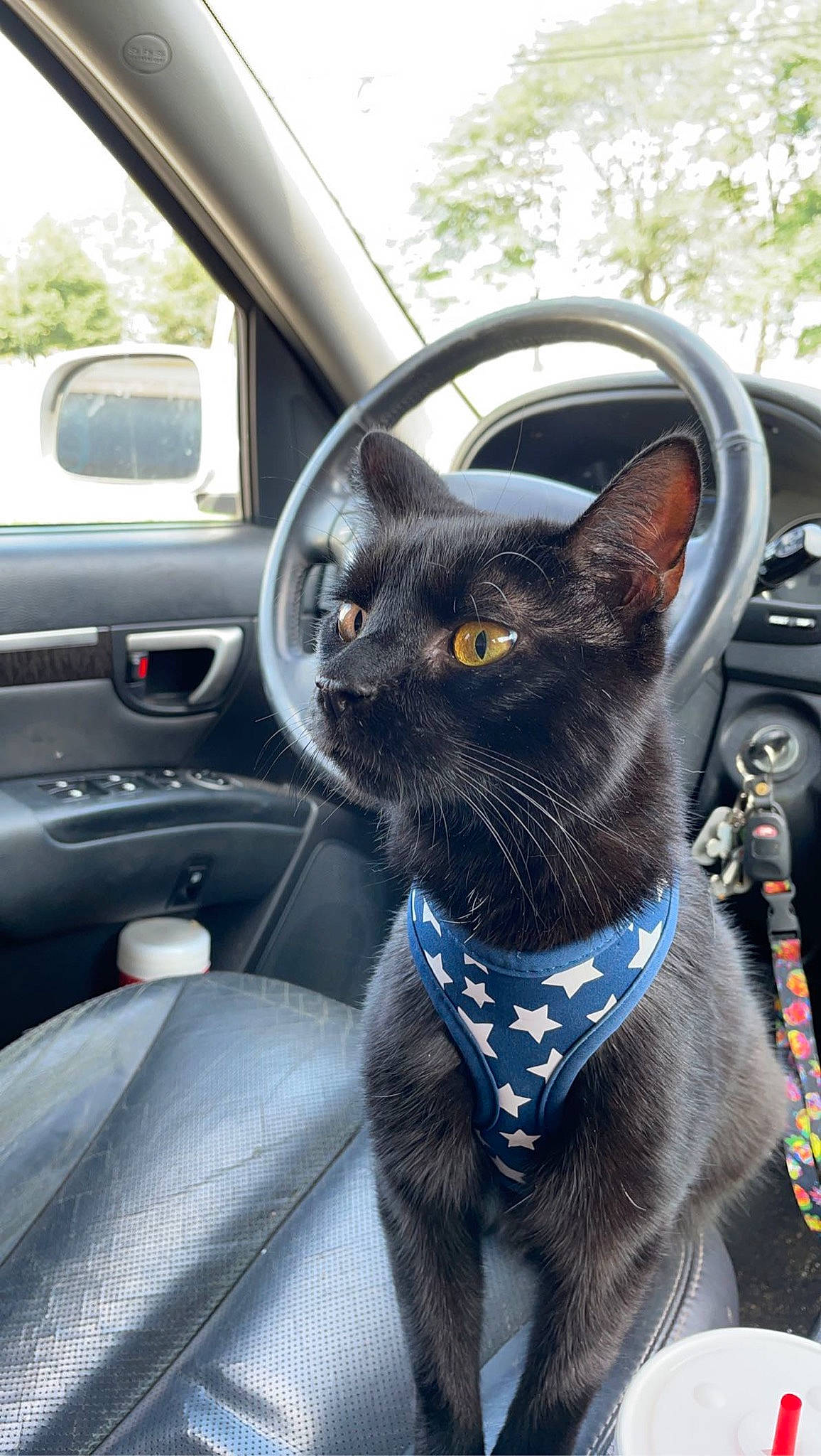 Sam is registered to the contest to win money with this photo: automotive_design, automotive_exterior, automotive_mirror, automotive_side_view_mirror, car, carnivore, cat, collar, felidae, light, mirror, mode_of_transport, motor_vehicle, plant, small_to_medium_sized_cats, steering_wheel, vehicle, vehicle_door, whiskers, window