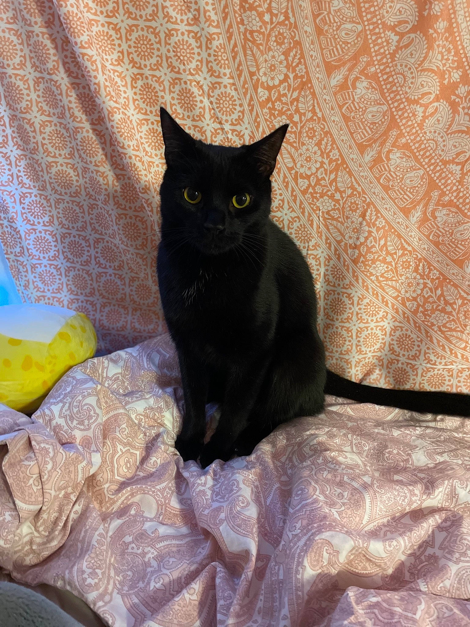 Sam is registered to the contest to win money with this photo: black_cat, bombay, carnivore, cat, cat_supply, comfort, domestic_short_haired_cat, felidae, fur, grey, iris, sitting, small_to_medium_sized_cats, snout, tail, whiskers