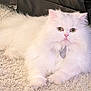 cat, persian_cat, white_fur, fluffy, pet, indoor, carpet, collar, tag, animal, feline, cute, cute_pet, relaxed, lying_down, long_hair, face, eyes, whiskers, domestic_animal