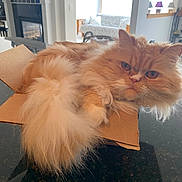 Mikan joined the competition — help win amazing prizes! cat, orange_cat, fluffy, cardboard_box, indoor, kitchen_counter, living_room, furniture, window, natural_light, pet, domestic_animal, cute, animal_face, whiskers, tail, relaxed, feline, household, cozy