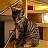 Merlin a rejoint le concours — aidez-le/la à gagner de superbes lots ! cat, kitten, tabby, striped_fur, stairs, wooden_stairs, indoors, metal_railings, feline, pet, animal, curious, sitting, young_cat, warm_lighting, cozy, domestic, house, portrait, furry