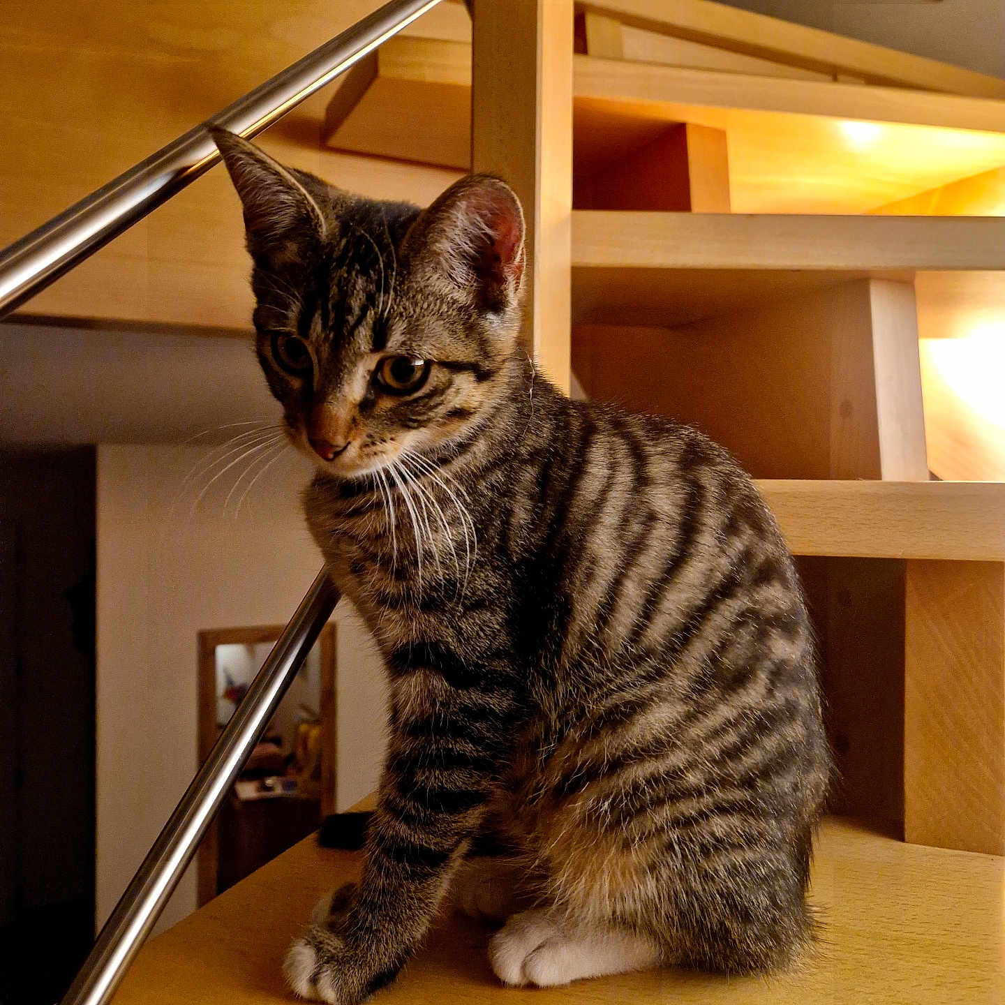 Merlin a rejoint le concours — aidez-le/la à gagner de superbes lots ! cat, kitten, tabby, striped_fur, stairs, wooden_stairs, indoors, metal_railings, feline, pet, animal, curious, sitting, young_cat, warm_lighting, cozy, domestic, house, portrait, furry