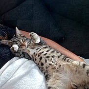 Merlin a rejoint le concours — aidez-le/la à gagner de superbes lots ! cat, tabby_cat, sleeping, relaxed, pet, animal, feline, domestic_cat, white_blanket, couch, arm, fur, paws, striped, spotted, indoor, cozy, resting, comfort, human