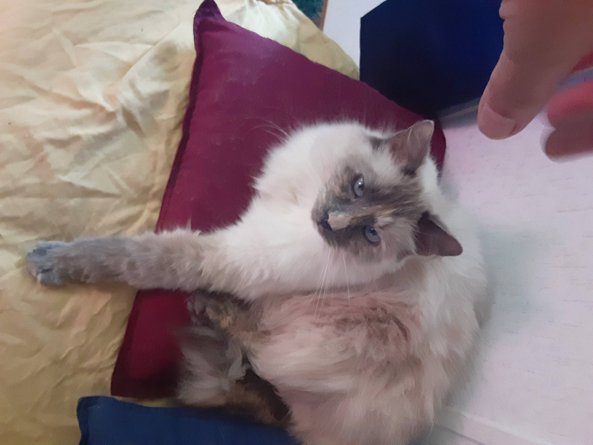 Shelby is registered to the contest to win money with this photo: balinese, birman, carnivore, cat, claw, comfort, companion_dog, fawn, felidae, foot, fur, paw, ragdoll, siamese, small_to_medium_sized_cats, snout, tail, thai, whiskers