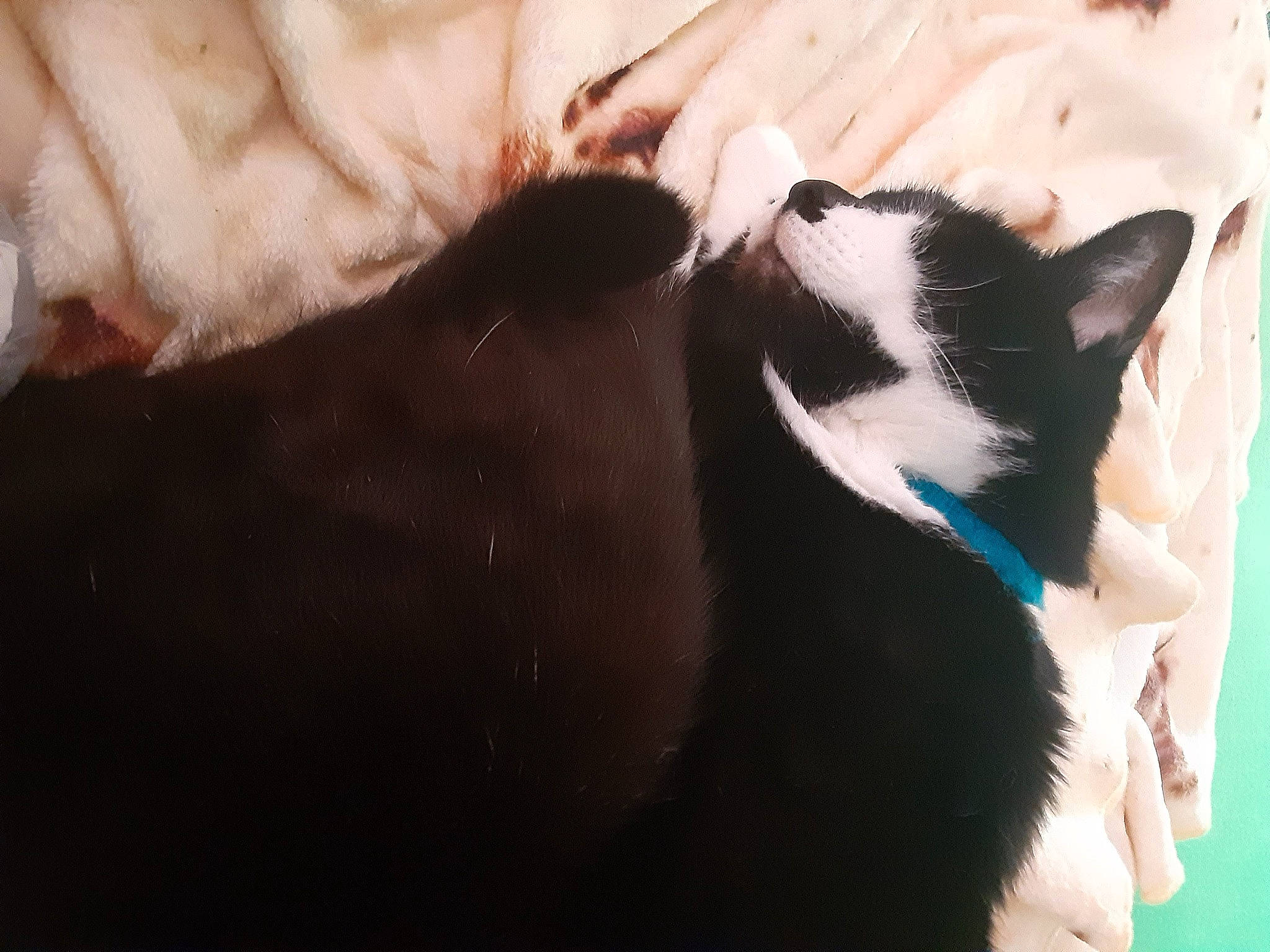 Jack is registered to the contest to win money with this photo: black_cat, canidae, carnivore, cat, claw, comfort, companion_dog, dog_breed, domestic_short_haired_cat, ear, felidae, formal_wear, fur, jaw, paw, small_to_medium_sized_cats, snout, tail, whiskers, window