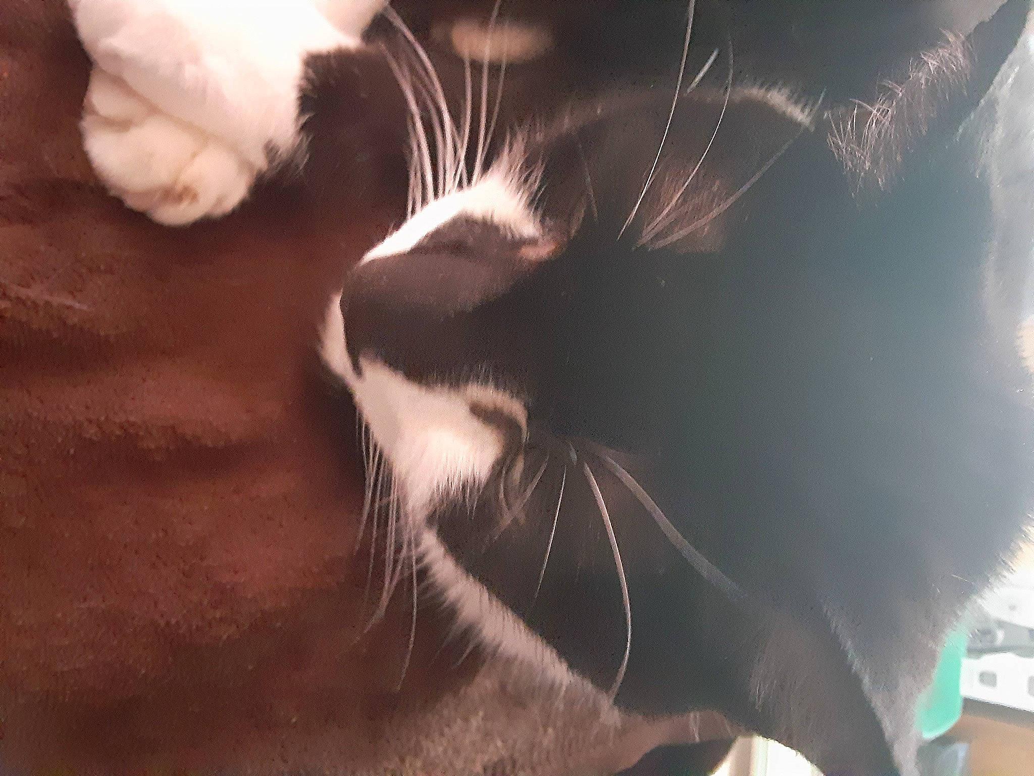 Jack is registered to the contest to win money with this photo: carnivore, cat, cloud, comfort, dog_breed, domestic_short_haired_cat, ear, eye, felidae, fur, gesture, human_body, human_leg, paw, sky, small_to_medium_sized_cats, snout, tail, whiskers, wildlife