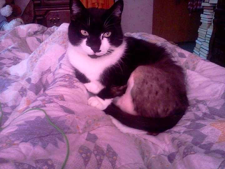 Jack joined the competition — help win amazing prizes! bed, bedding, black_cat, carnivore, cat, cat_supply, comfort, domestic_short_haired_cat, eye, felidae, flooring, fur, linens, paw, sitting, small_to_medium_sized_cats, snout, tail, tree, whiskers