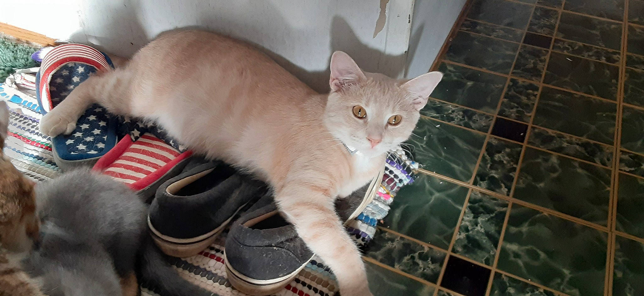 Salt is registered to the contest to win money with this photo: carnivore, cat, claw, collar, comfort, domestic_short_haired_cat, fawn, felidae, flooring, foot, fur, lap, paw, pet_supply, sitting, small_to_medium_sized_cats, snout, tail, whiskers