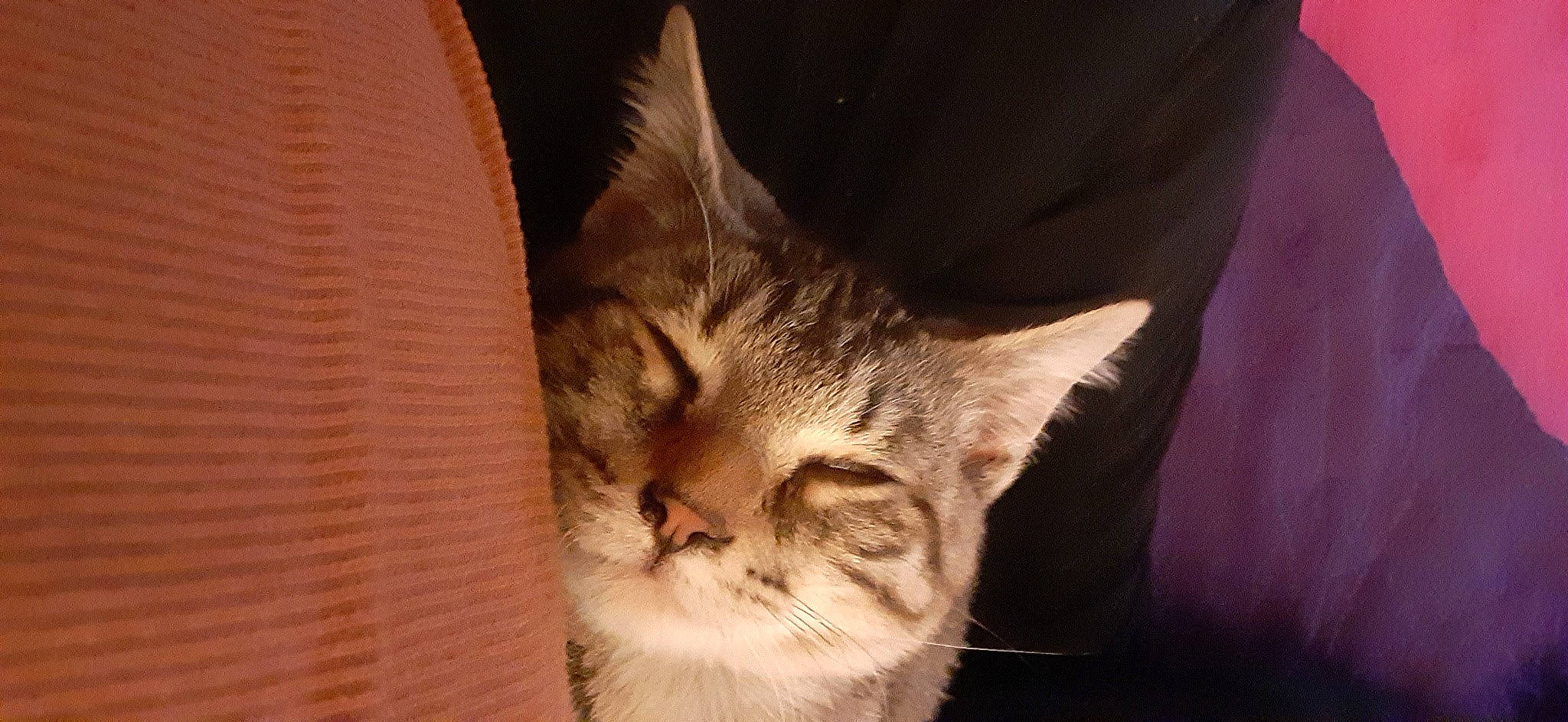 Leo is registered to the contest to win money with this photo: carnivore, cat, claw, comfort, darkness, domestic_short_haired_cat, ear, fawn, felidae, fur, nap, paw, small_to_medium_sized_cats, snout, terrestrial_animal, whiskers, wildlife, window, wood