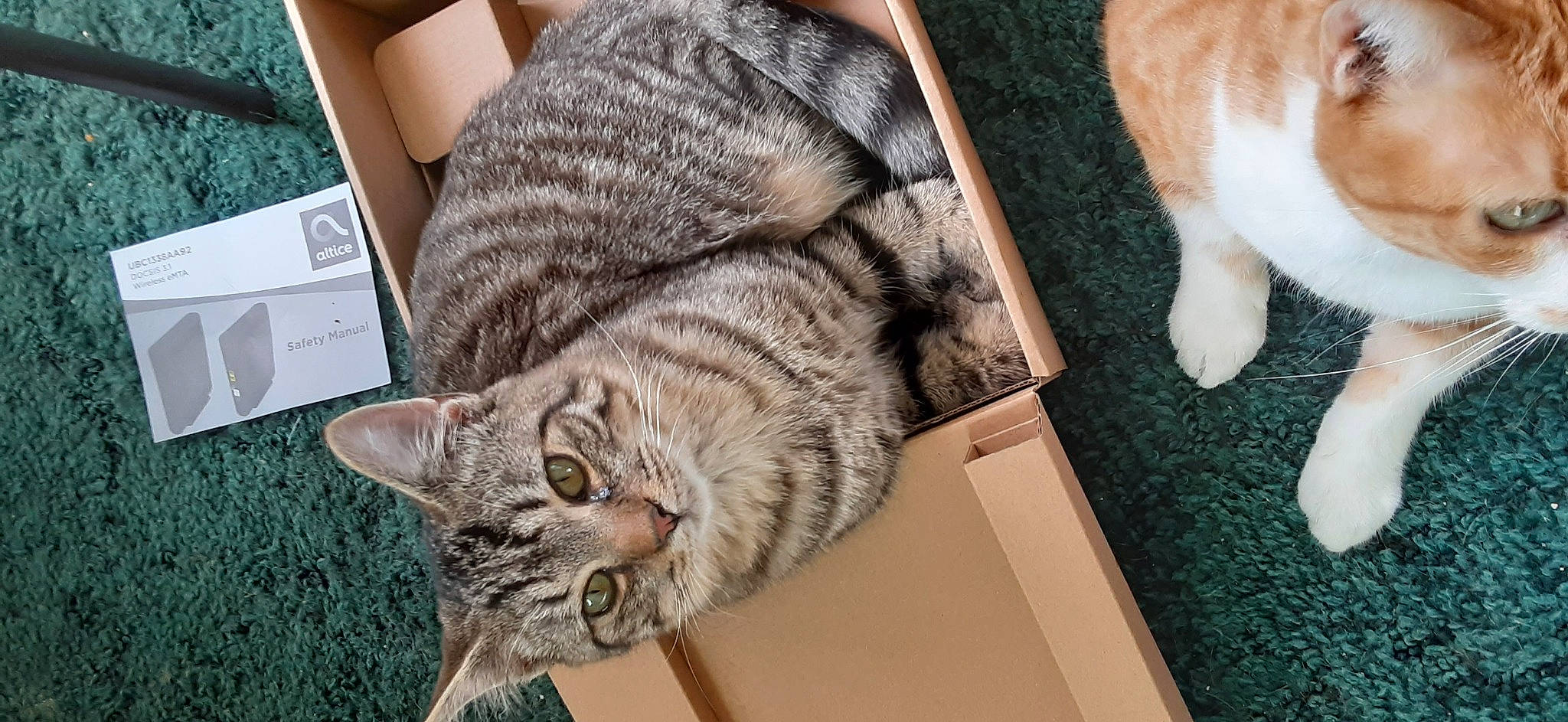 Leo joined the competition — help win amazing prizes! carnivore, cat, claw, comfort, domestic_short_haired_cat, fawn, felidae, flooring, fur, mammal, pattern, paw, small_to_medium_sized_cats, snout, tail, tree, vertebrate, whiskers, window, wood