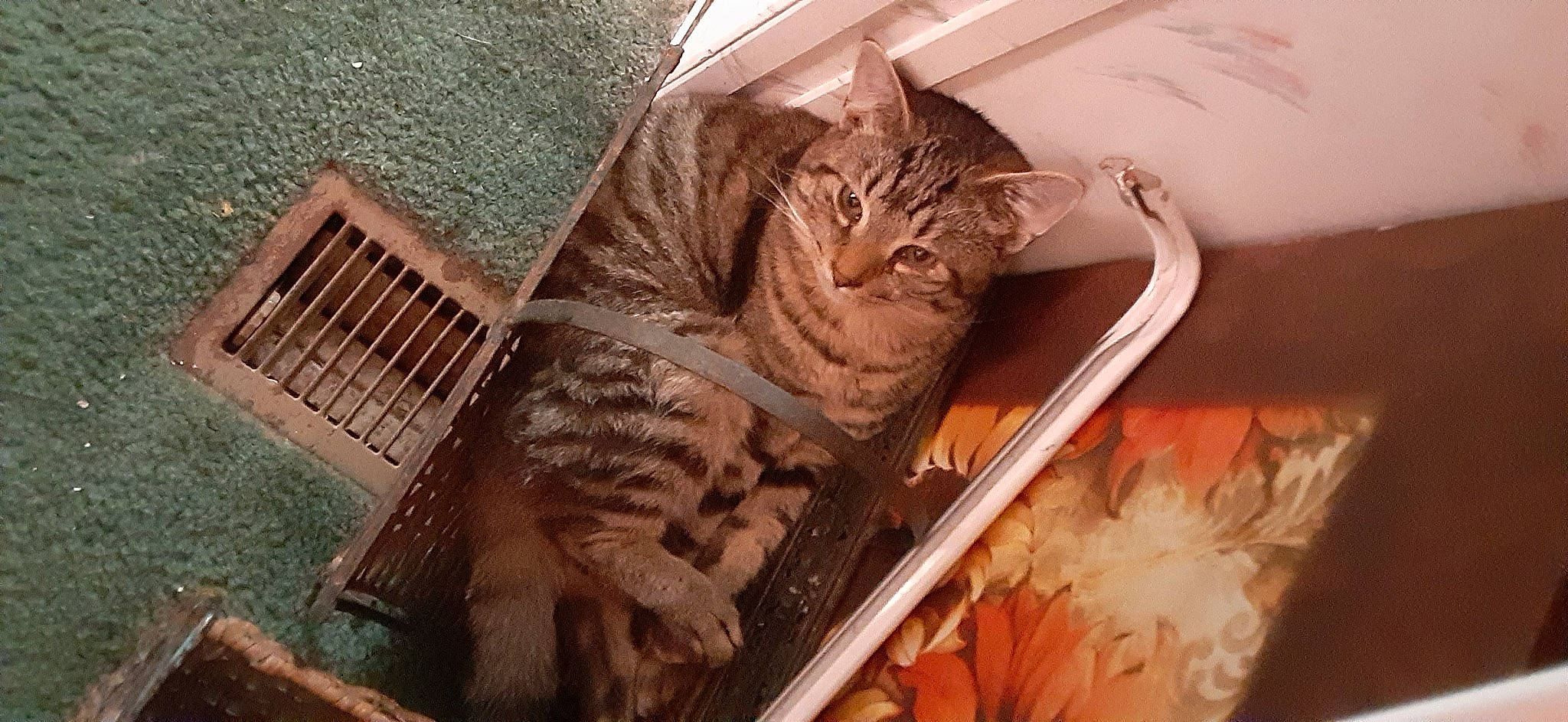 Leo is registered to the contest to win money with this photo: basket, carnivore, cat, cat_supply, comfort, domestic_short_haired_cat, fawn, felidae, fur, mammal, pattern, pet_supply, room, small_to_medium_sized_cats, snout, tail, terrestrial_animal, vertebrate, whiskers, wood