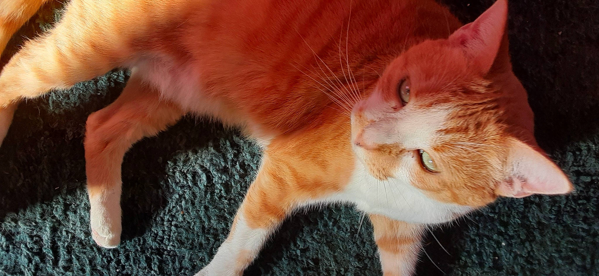 Abby is registered to the contest to win money with this photo: carnivore, cat, claw, close_up, comfort, domestic_short_haired_cat, ear, fawn, felidae, foot, fur, human_leg, paw, small_to_medium_sized_cats, tail, terrestrial_animal, whiskers, wildlife, wood