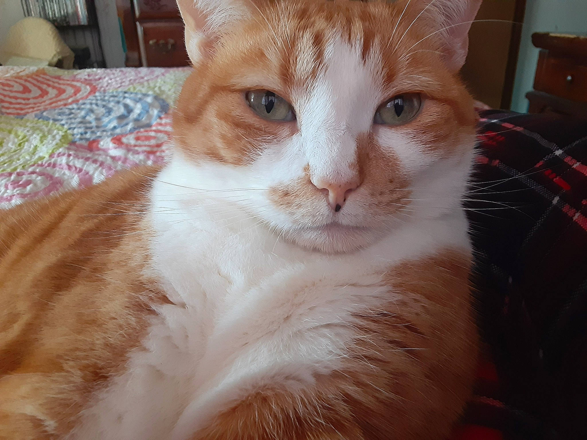 Abby is registered to the contest to win money with this photo: carnivore, cat, claw, domestic_short_haired_cat, eye, fawn, felidae, fur, head, iris, paw, pillow, small_to_medium_sized_cats, snout, tail, whiskers, window