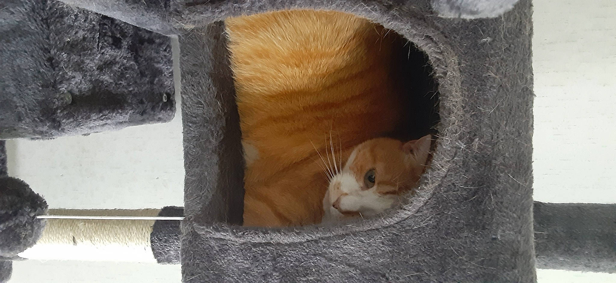 Abby is registered to the contest to win money with this photo: animal_shelter, box, carnivore, cat, cat_bed, cat_supply, domestic_short_haired_cat, fawn, felidae, fur, pet_supply, rodent, small_to_medium_sized_cats, snout, tail, thread, whiskers, window, wood, wool