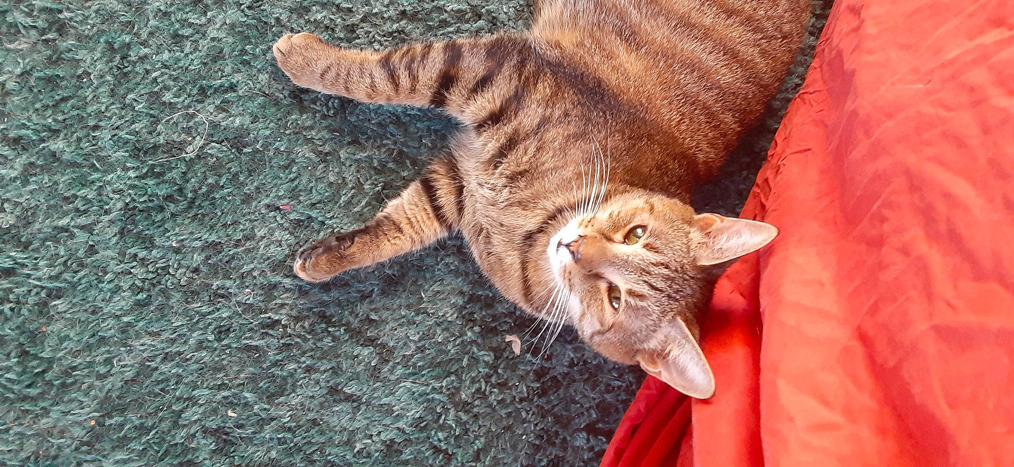 Minnie joined the competition — help win amazing prizes! carnivore, cat, claw, comfort, domestic_short_haired_cat, eye, fawn, felidae, foot, fur, human_leg, paw, small_to_medium_sized_cats, snout, tail, terrestrial_animal, whiskers, wildlife, window, wood