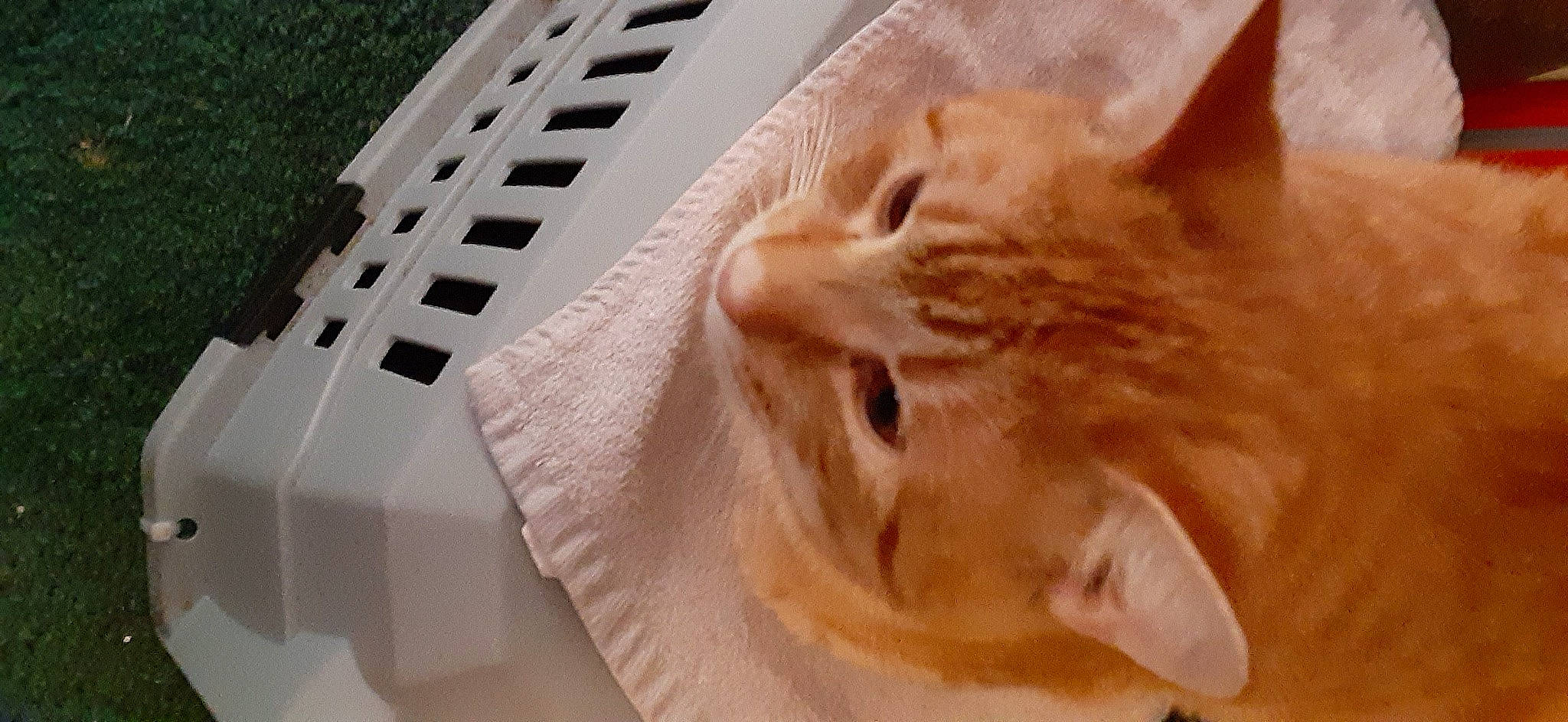 Ginger is registered to the contest to win money with this photo: carnivore, cat, claw, domestic_short_haired_cat, ear, fawn, felidae, fur, paper, paper_product, pattern, paw, small_to_medium_sized_cats, snout, whiskers, window