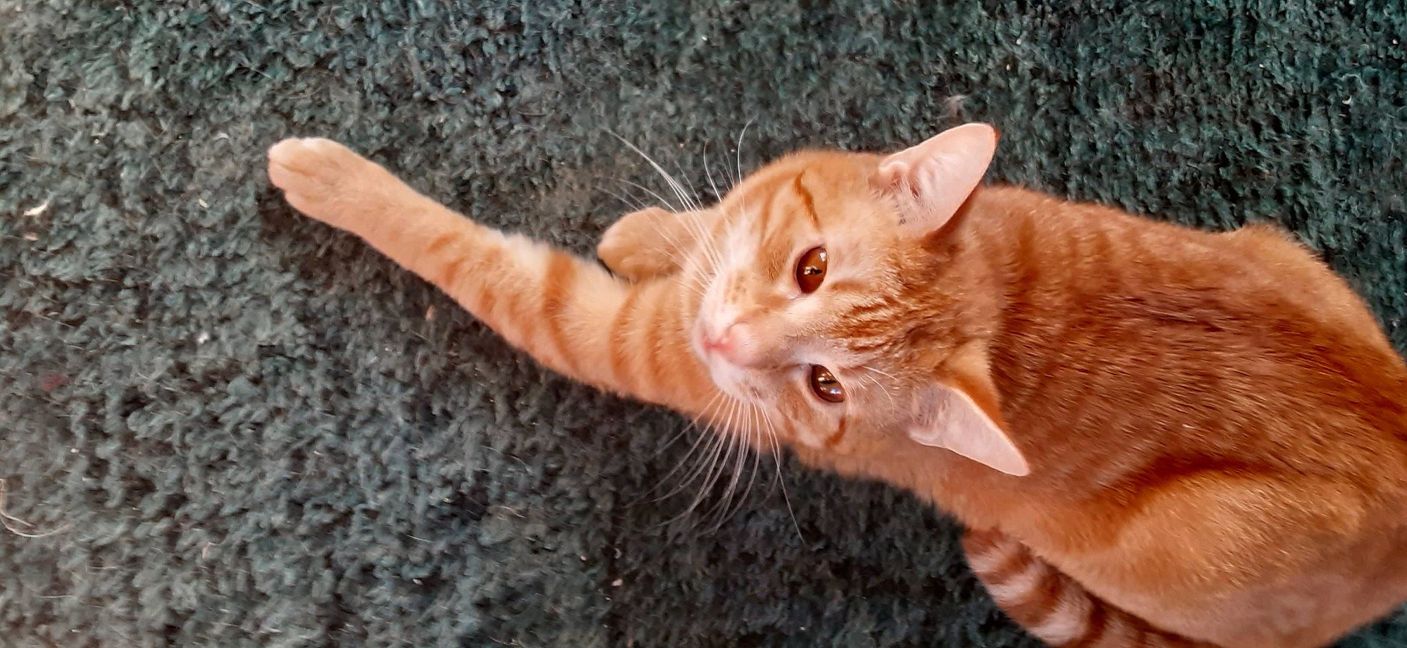 Ginger is registered to the contest to win money with this photo: carnivore, cat, claw, domestic_short_haired_cat, fawn, felidae, fur, gesture, grass, paw, small_to_medium_sized_cats, snout, tail, terrestrial_animal, whiskers, wildlife