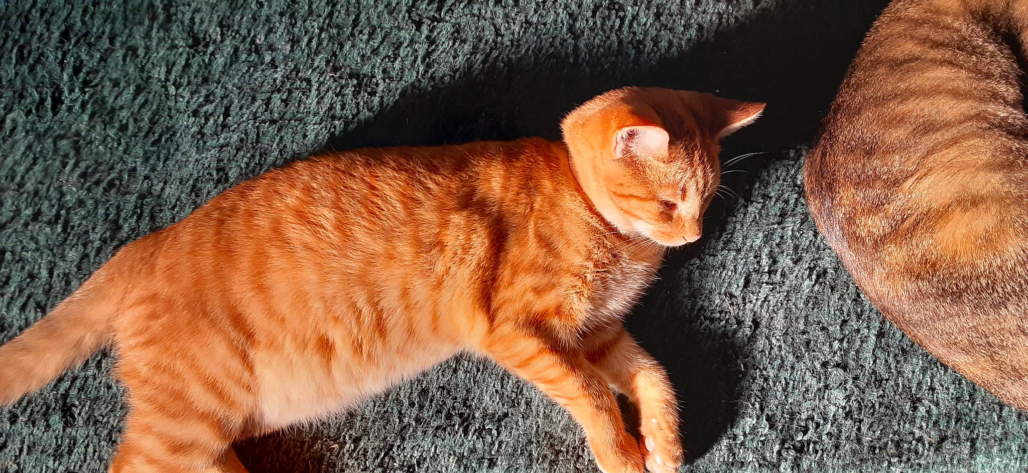 Ginger is registered to the contest to win money with this photo: carnivore, cat, claw, comfort, domestic_short_haired_cat, fawn, felidae, foot, fur, orange, paw, peach, plant, road_surface, small_to_medium_sized_cats, tail, terrestrial_animal, whiskers, wildlife, wood