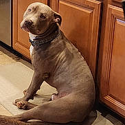 Quedo joined the competition — help win amazing prizes! animal, bulldog, canine, closet, cupboard, dog, door, furniture, hardwood, indoors, interiordesign, labradorretriever, mat, pet, pitbull, pointer, puppy, snout, stainedwood, wood