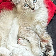 Luna is registered to the contest to win money with this photo: blanket, blue_eyes, cat, close_up, cozy, cuddling, cute, fluffy, fur, indoors, kitten, kittens, paw, pet, portrait, red_blanket, resting, sleeping, snuggling, whiskers