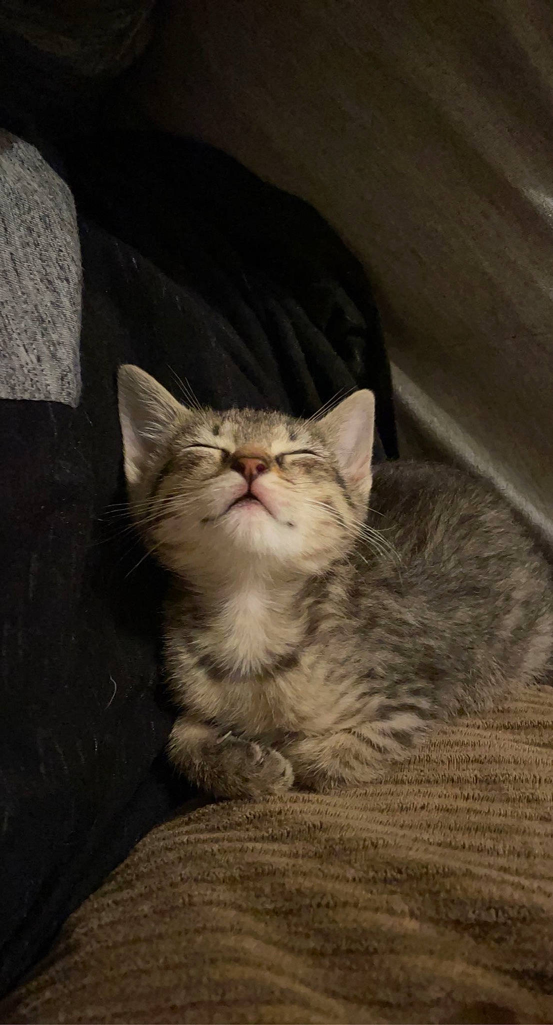 Sashimi joined the competition — help win amazing prizes! carnivore, cat, cat_supply, comfort, domestic_short_haired_cat, felidae, fur, grey, paw, sitting, small_to_medium_sized_cats, snout, terrestrial_animal, whiskers, window