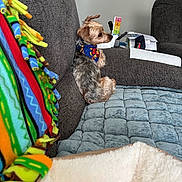 Teddy is registered to the contest to win money with this photo: dog, bandana, couch, blanket, quilted_cushion, pet, indoor, paper, pill_organizer, furniture, brown_dog, small_dog, side_view, cozy, relaxed, colorful, home, seated, domestic_animal, living_room
