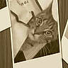 Socket participe au concours pour gagner de l'argent avec cette photo :
