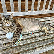 Mimi participe au concours pour gagner de l'argent avec cette photo : animal, architecture, ball, bench, building, cat, couch, furniture, golf, golfball, hardwood, house, housing, manx, pet, plywood, porch, sphere, sport, wood