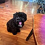 animal, black_fur, chair_leg, companion, cute, dog, domestic, flooring, fur, happy, home_interior, indoor, looking_up, pet, puppy, sitting, slippers, small_dog, tongue_out, wooden_floor