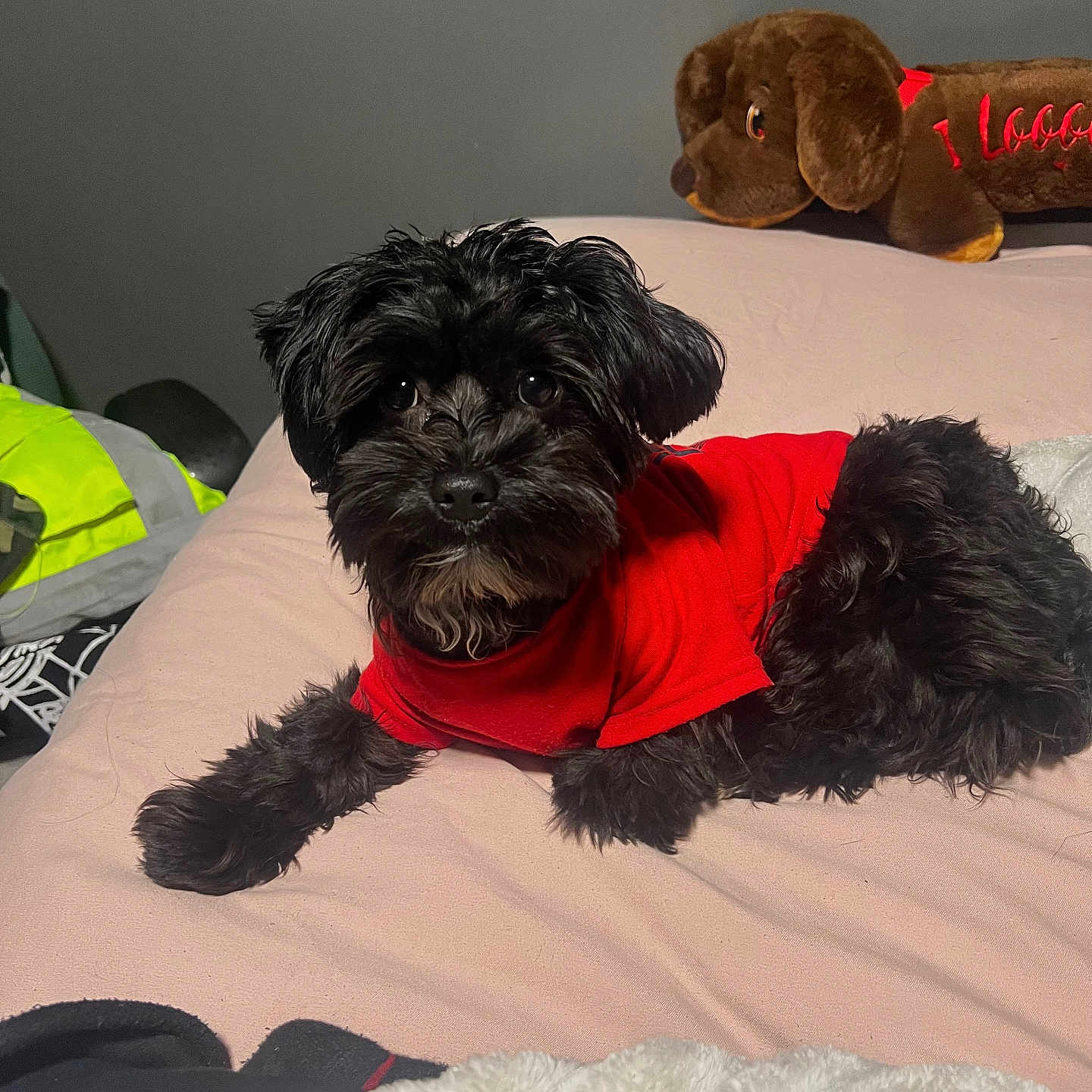 Fluffles joined the competition — help win amazing prizes! animal, bed, black_dog, close_up, cozy, curious, cute, dog, fur, furniture, home, indoor, laying_down, pet, pink_sheet, plush_toy, red_shirt, room, soft_lighting, stuffed_animal