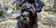 Fluffles joined the competition — help win amazing prizes! animal, black_dog, canine, closeup, curious, dog, fur, ground, harness, leaf, leash, moss, nature, outdoor, pet, portrait, puppy, resting, rock, small_dog