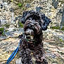 animal, black_dog, canine, closeup, curious, dog, fur, ground, harness, leaf, leash, moss, nature, outdoor, pet, portrait, puppy, resting, rock, small_dog