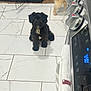 animal, appliance, black_dog, canine, clean, curious, dog, dog_bowl, domestic, floor, ginger_dog, home, indoor, kitchen, oven_knobs, pet, stove, tile_floor, towel, white_patch
