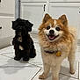Kiko joined the competition — help win amazing prizes! animal, black_dog, cabinet, collar, cute, dog, domestic_animal, fluffy, fur, happy, indoor, kitchen, mammal, pet, puppy, small_dog, smiling, tile_floor, two_dogs, white_dog