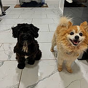 Kiko joined the competition — help win amazing prizes! animal, black_dog, companion, crate, cream_dog, curly_fur, cute, dog, domestic, feeding_station, floor, fluffy, indoor, kitchen, pets, smiling, standing, tile, waiting, water_bowl
