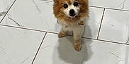 Kiko is registered to the contest to win money with this photo: animal, brown_and_white, companion, curious, curled_tail, cute, dog, domestic_animal, fluffy, four_legs, fur, household, indoor, looking_up, marble_floor, pet, reflection, small_dog, standing, tile_floor
