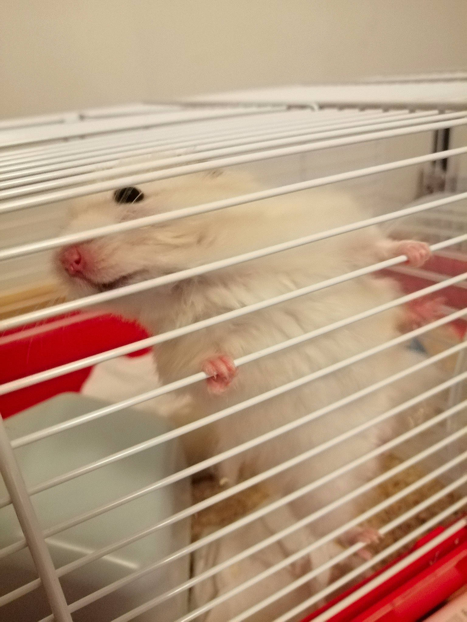 Neige participe au concours pour gagner de l'argent avec cette photo : cage, hamster, metal, muridae, muroidea, rat, rodent, wood