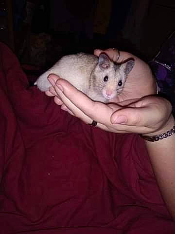 Pépite a rejoint le concours — aidez-le/la à gagner de superbes lots ! chinchilla, degu, ear, fawn, fur, gerbil, hamster, hand, mammal, marsupial, mouse, muridae, muroidea, pest, rat, rodent, skin, whiskers