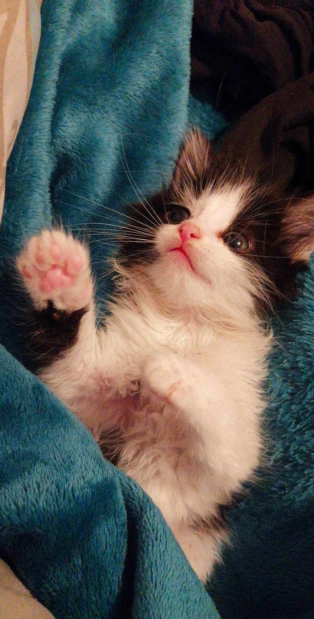 Séraphina participe au concours pour gagner de l'argent avec cette photo : carnivore, cat, claw, comfort, domestic_short_haired_cat, eye, felidae, foot, fur, gesture, human_leg, lap, leg, nose, paw, small_to_medium_sized_cats, snout, tail, toe, whiskers