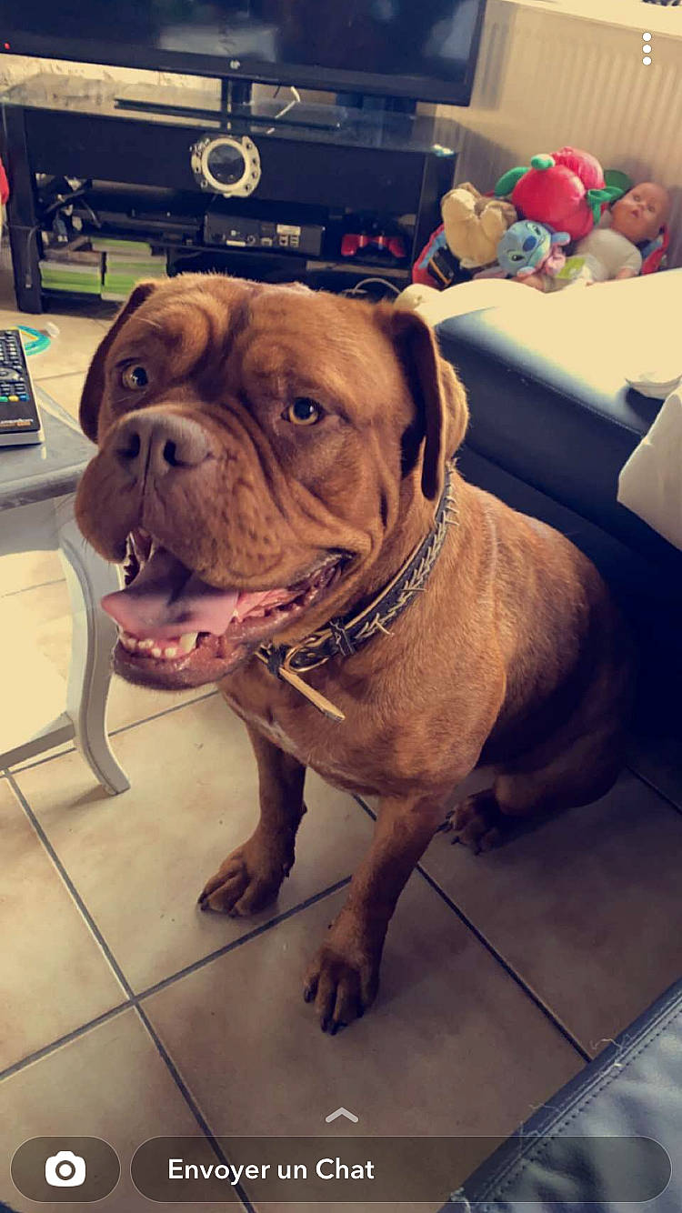 Rubis a rejoint le concours — aidez-le/la à gagner de superbes lots ! balloon, bulldog, canidae, carnivore, collar, companion_dog, dog, dog_breed, dog_collar, fawn, flooring, fur, liver, molosser, snout, sporting_group, white_english_bulldog, working_animal, working_dog, wrinkle