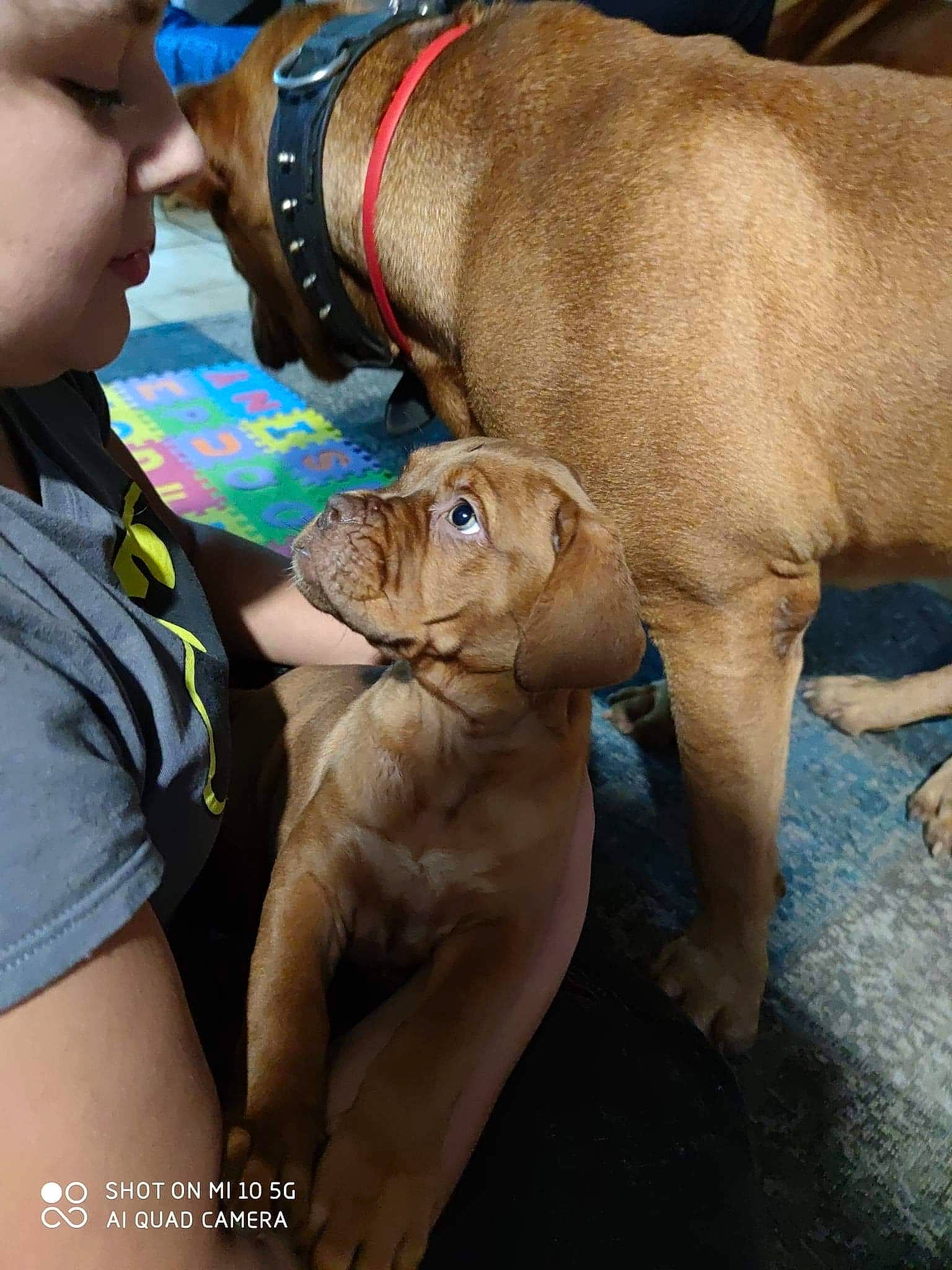 Rubis participe au concours pour gagner de l'argent avec cette photo : adventure, canidae, carnivore, collar, companion_dog, dog, dog_breed, eyewear, fawn, felidae, fur, recreation, snout, sporting_group, sunglasses, whiskers, wildlife, wildlife_biologist, working_animal, wrinkle