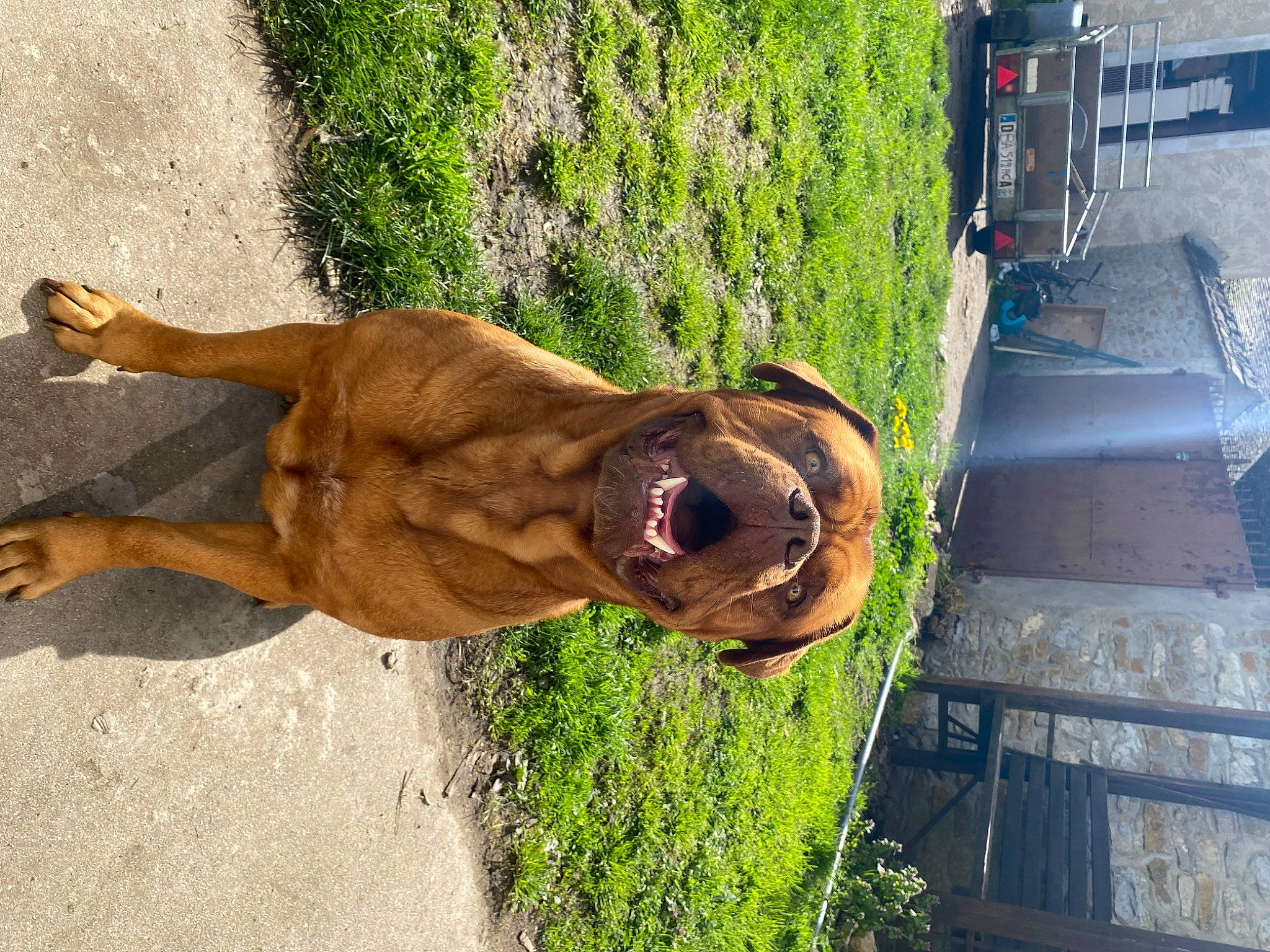 Rubis participe au concours pour gagner de l'argent avec cette photo : automotive_exterior, automotive_lighting, automotive_tire, car, dog, dog_breed, eyewear, fawn, fun, grass, human_leg, landscape, liver, plant, tail, terrestrial_animal, trunk, vehicle_door, wood, working_animal