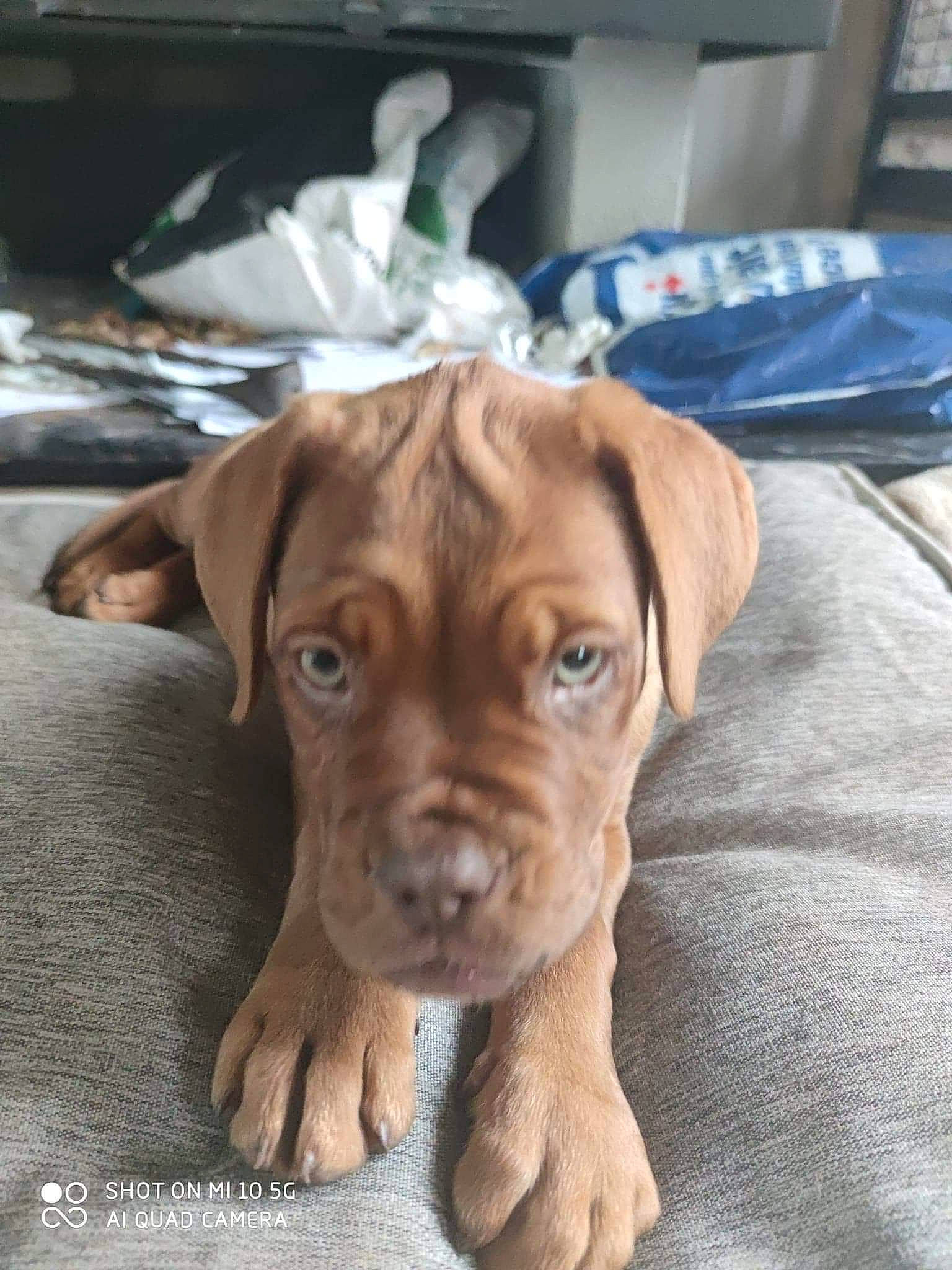 Rubis participe au concours pour gagner de l'argent avec cette photo : canidae, carnivore, companion_dog, dog, dog_breed, dog_clothes, dog_supply, fawn, flooring, fur, guard_dog, hardwood, liver, plant, snout, sporting_group, whiskers, wood, working_animal, wrinkle