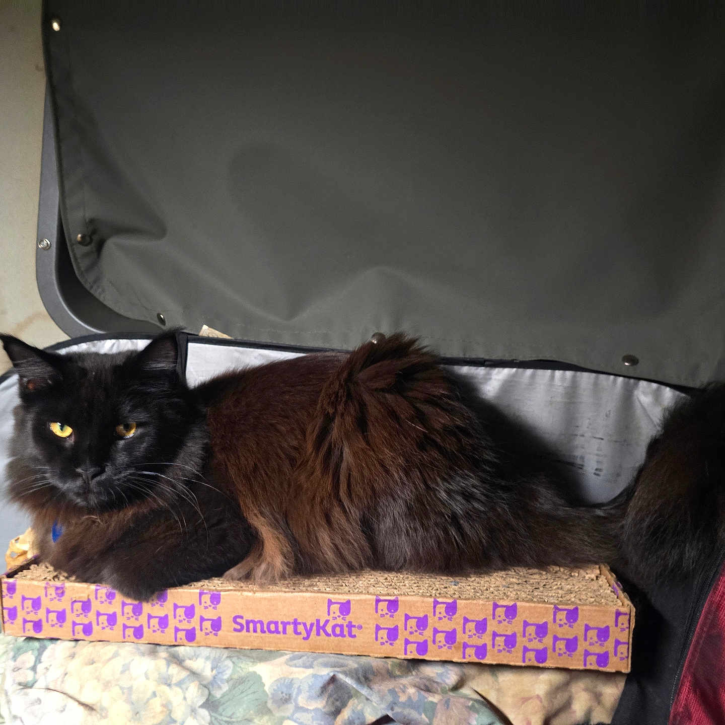 Briza joined the competition — help win amazing prizes! animal, black_cat, blanket, cardboard_box, cat, closeup, cozy, ears, fabric, feline, fluffy, fur, indoor, lying_down, pet, resting, scratch_box, tail, whiskers, yellow_eyes