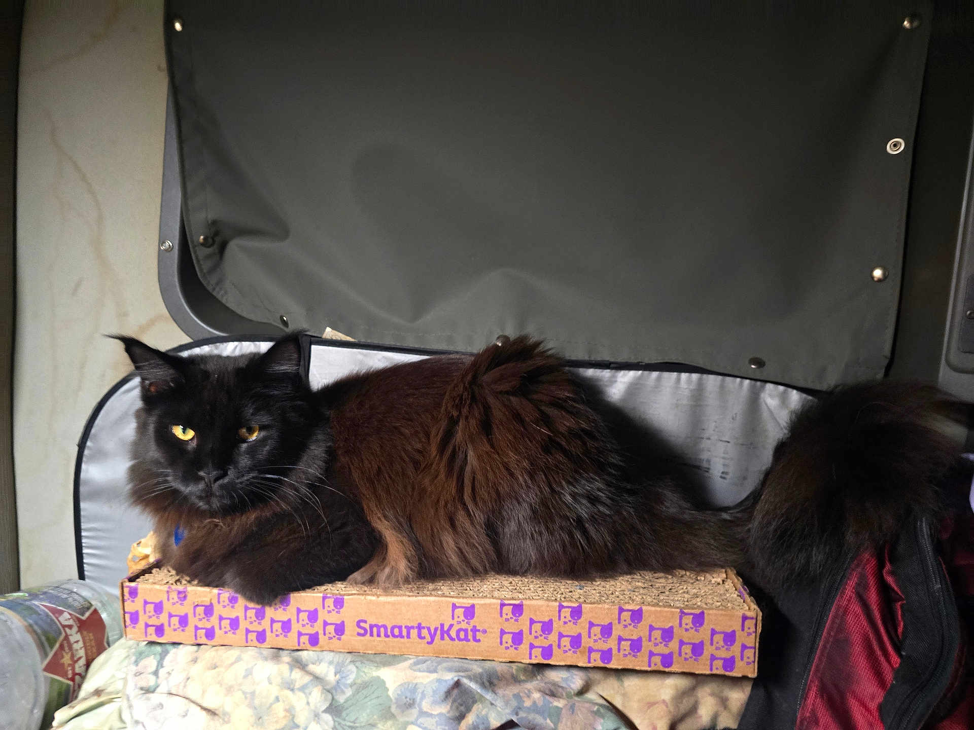 Briza joined the competition — help win amazing prizes! cat, black_cat, feline, pet, animal, fluffy, yellow_eyes, cardboard_box, scratch_box, indoor, resting, lying_down, cozy, blanket, fabric, fur, tail, ears, whiskers, closeup