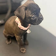 Xena is registered to the contest to win money with this photo: puppy, dog, black_fur, pink_collar, pet, animal, cute, young, indoor, sitting, closeup, curious, small, fur, whiskers, ears, eyes, adorable, domestic_animal, mammal
